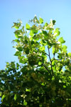 Lindenblüte