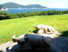 Insel als Botanischer Garten!