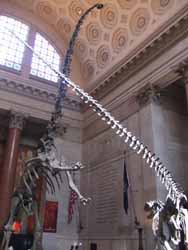 Coming up now: The Adventures of Chris Bleicher in the American Museum of Natural History
