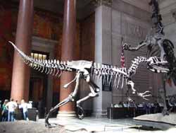 Coming up now: The Adventures of Chris Bleicher in the American Museum of Natural History