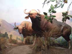 Coming up now: The Adventures of Chris Bleicher in the American Museum of Natural History