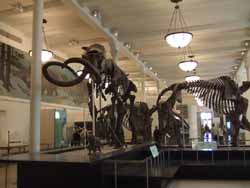 Coming up now: The Adventures of Chris Bleicher in the American Museum of Natural History