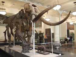 Coming up now: The Adventures of Chris Bleicher in the American Museum of Natural History