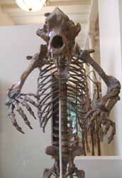 Coming up now: The Adventures of Chris Bleicher in the American Museum of Natural History