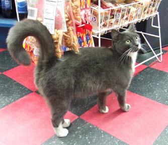 Supermarket with nice cat